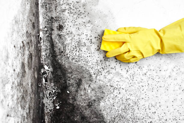 Best Insurance-Related Mold Remediation in Kendallville, IN