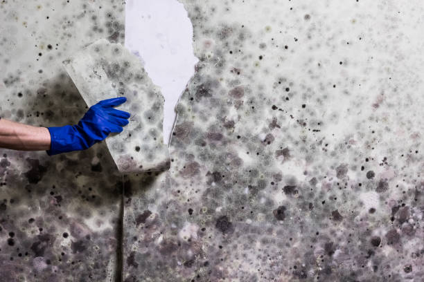 Best Commercial Mold Remediation in Kendallville, IN